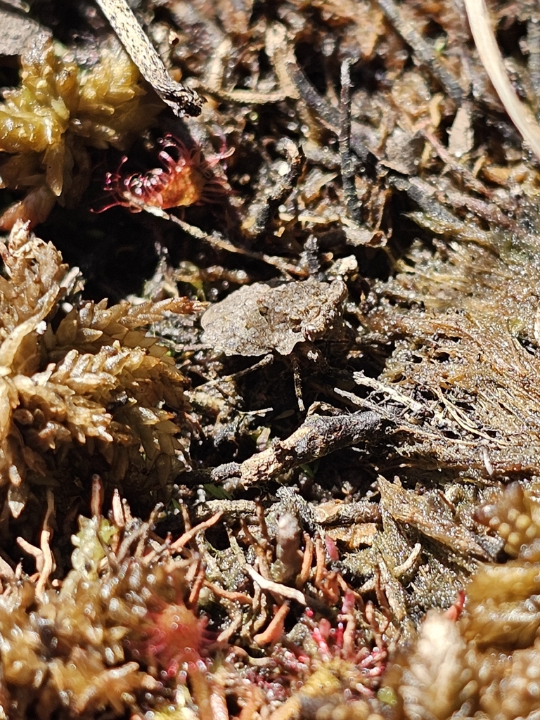 Big-eyed Toad Bug in October 2025 by Ripley Kindervater · iNaturalist