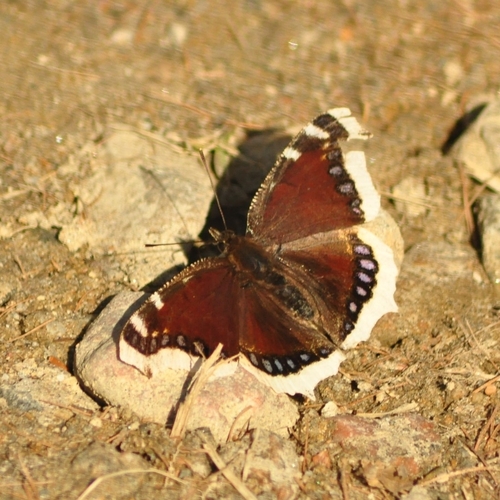 Mourning Cloak