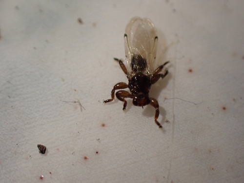 Unknown species found near Montana, US