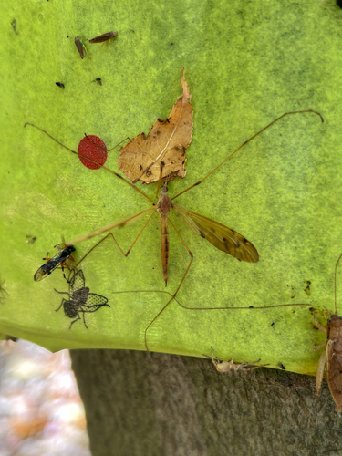 Unknown species found near Dudley Rd, New Brunswick, NJ, US