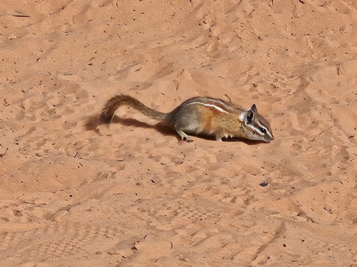 Hopi Chipmunk observed by basecamptiger