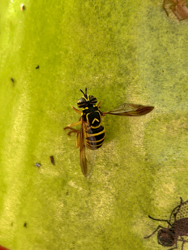 Unknown species found near Dudley Rd, New Brunswick, NJ, US