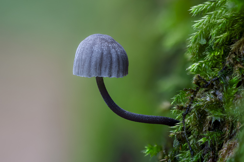 Steely Bonnet