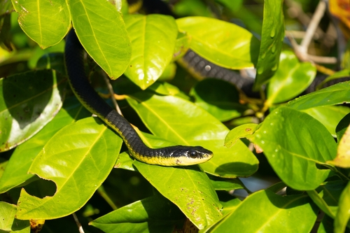 Common Tree Snake sighting