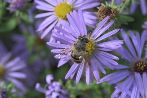 Unknown species found near Wethersfield, CT, USA