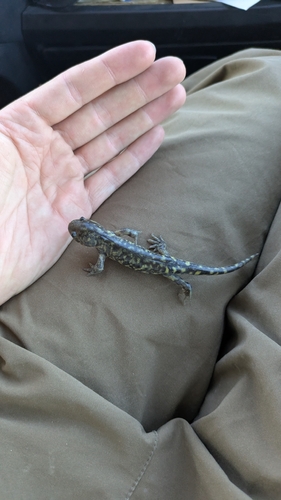 Western Tiger Salamander