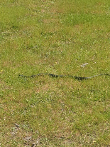 Red-bellied Black Snake sighting