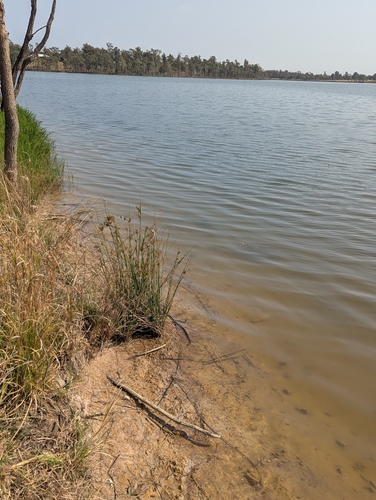 Common keelback sighting