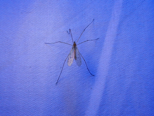 Unknown species found near Ring Road, Reston, VA, USA