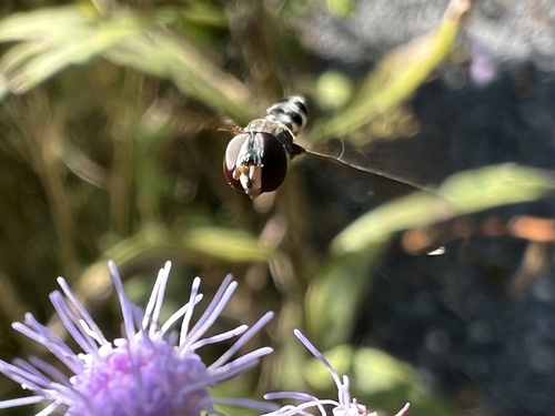 Unknown species found near D'Evereux Dr, Lafayette, LA, US