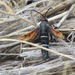 Nebraska Clearwing Moth - Photo (c) Eric R. Eaton, all rights reserved, uploaded by Eric R. Eaton