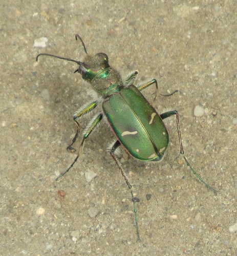 Purple Tiger Beetle