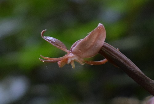 Habenaria auriculiloba