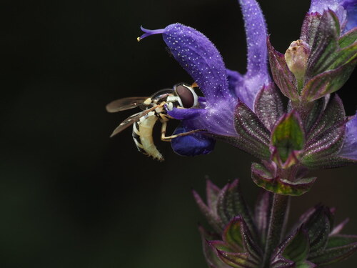 Unknown species found near Washington County, Utah