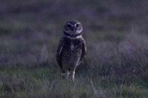 View observation of {o.common_name} on iNaturalist