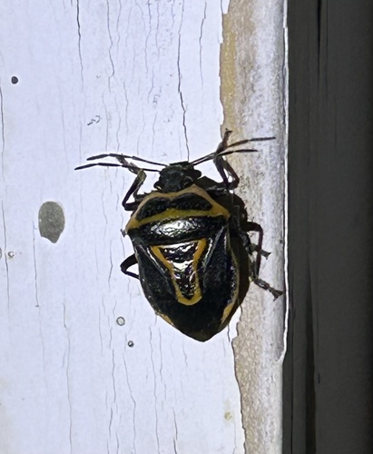 Two-spotted Stink Bug