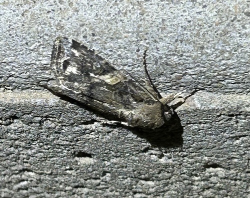 Fall Armyworm Moth