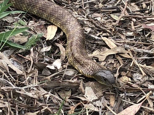 Tiger Snake sighting