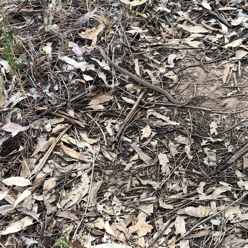 Eastern Brown Snake sighting