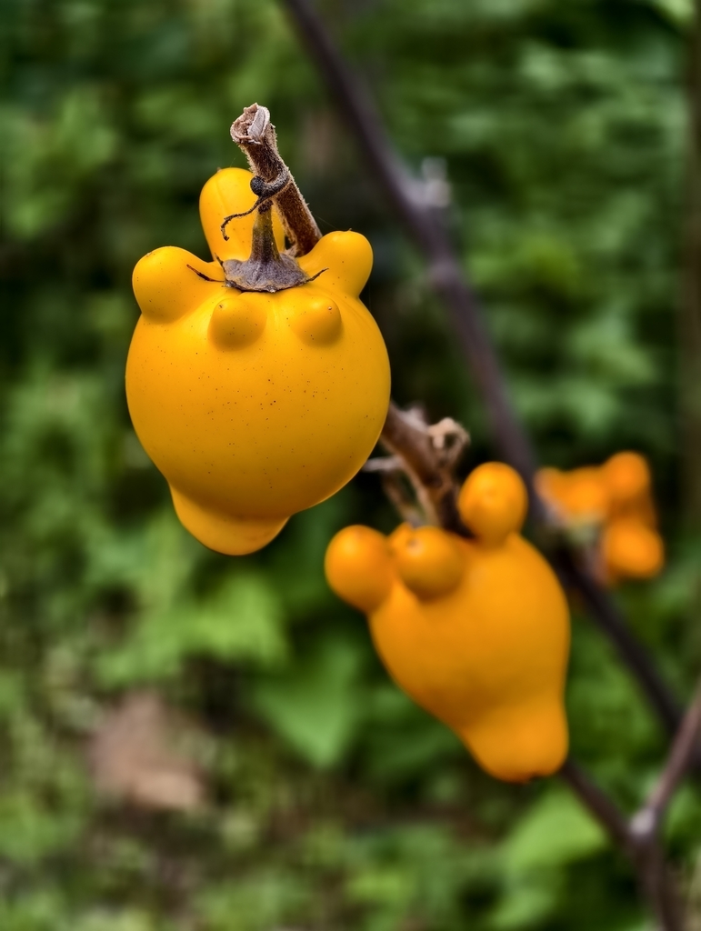 Solanum mammosum (Solanum mammosum)