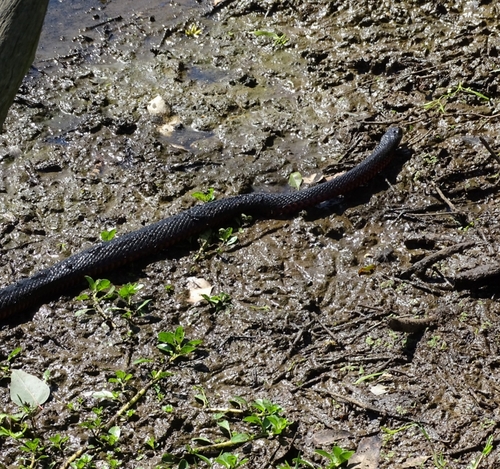 Red-bellied Black Snake sighting