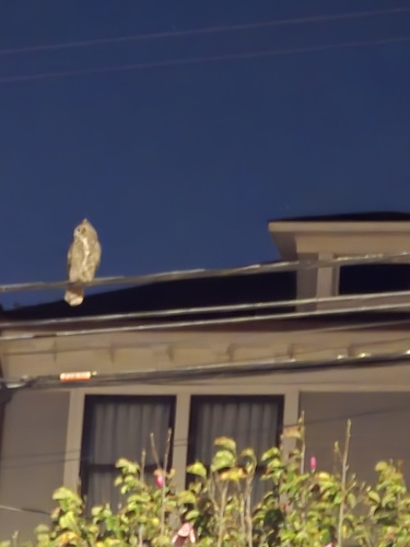 View observation of {o.common_name} on iNaturalist