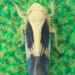 Graminella nigripennis - Photo (c) John Schneider, all rights reserved, uploaded by John Schneider