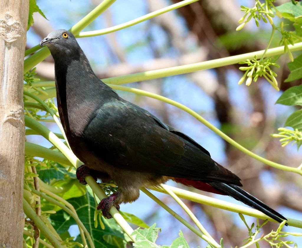 Island Imperial-Pigeon photo