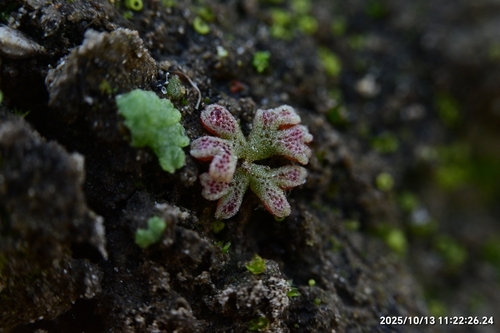Frost's Crystalwort