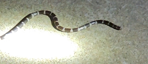 Eastern Bandy Bandy sighting