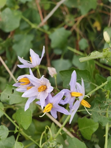 Solanum trilobatum