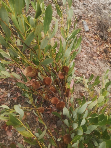Wild Persimmon