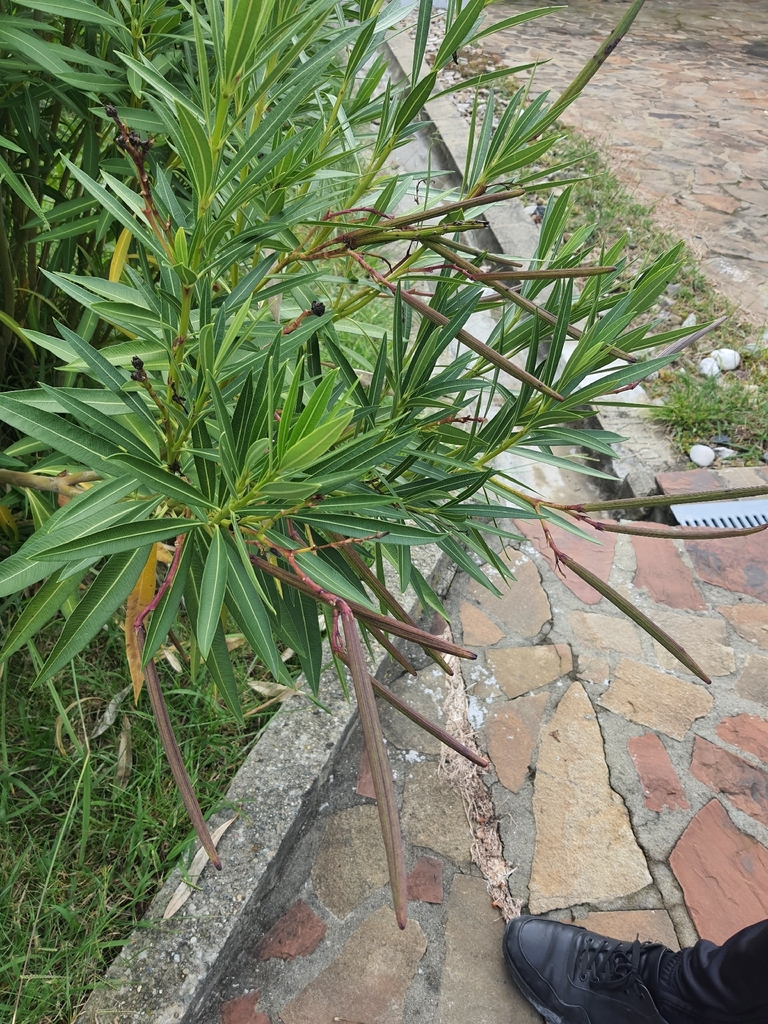 Nerium oleander