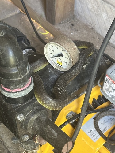 Common Tree Snake sighting