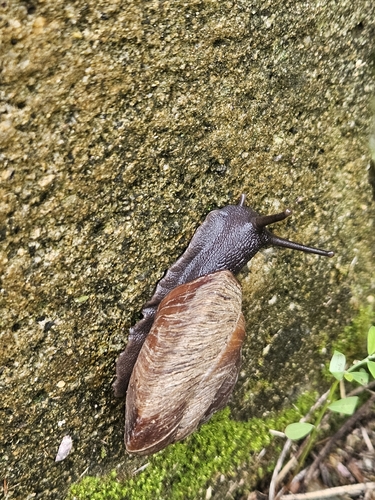 Puerto Rican Tree Snail