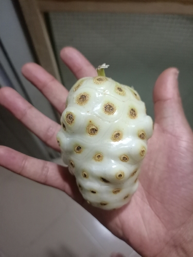 Noni