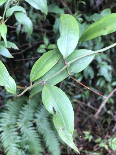 Petermannia cirrosa F.Muell.