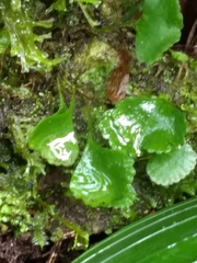 Elaphoglossum peltatum f. standleyi image