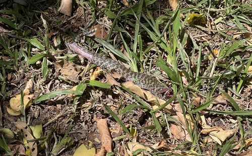 Common keelback sighting