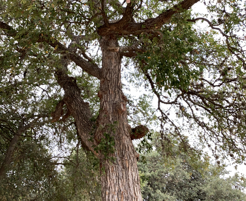 View observation of {o.common_name} on iNaturalist