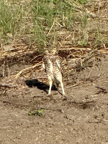 View observation of {o.common_name} on iNaturalist