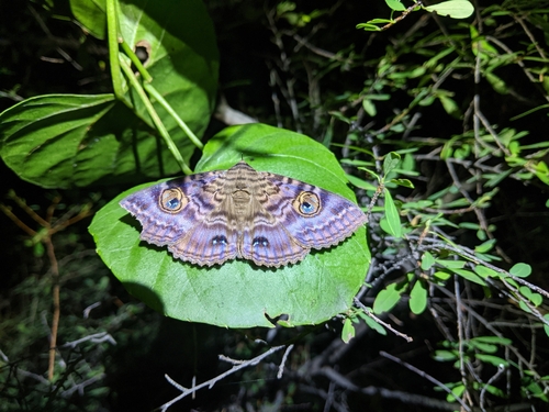 Granny's Cloak Moth