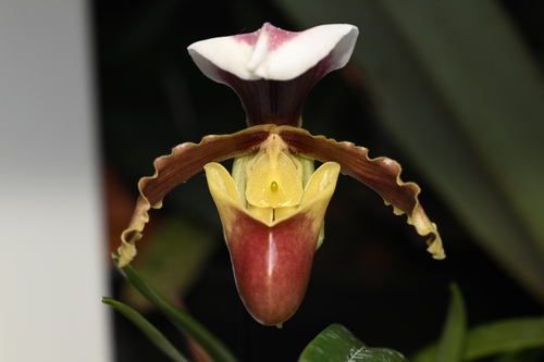 Coccineum Slipper Orchid