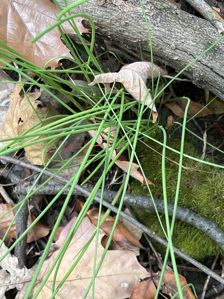 Allium schoenoprasum