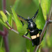 Lissonotus flavocinctus - Photo (c) Joseph Connors, todos os direitos reservados, uploaded by Joseph Connors