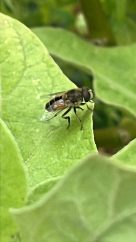 Unknown species found near Bronx Park Rd, New York, NY, US