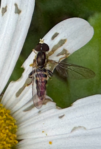 Unknown species found near Texas Ln, Cayuga Heights, NY, US