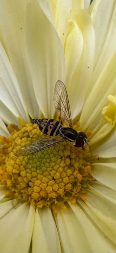 Unknown species found near York County, US-SC, US