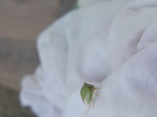 Buffalo Treehopper