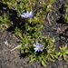 Perezia pedicularidifolia - Photo (c) Andres Klein, όλα τα δικαιώματα διατηρούνται, uploaded by Andres Klein